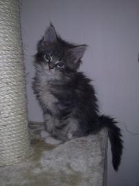 sehr sch�ne  maine coon