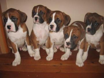 Reinrassigen Boxer Welpen