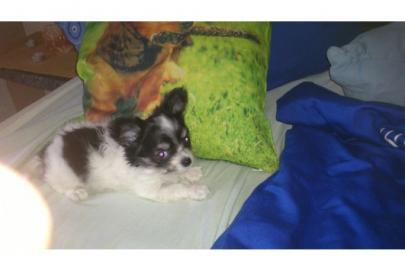 Mini Chihuahua Welpen (Weibchen/ R�den)