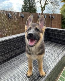 Dt. Sch�ferhund Welpen, VDH/SV, rote Papi