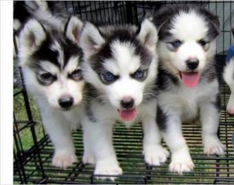 Siberian Husky Welpen  Sibirische Husky