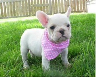 Franz�sische Bulldoggen, Welpen geimpft
