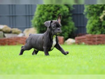 Reinrassige Franz?sische Bulldogge Welpe