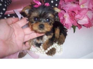 Sch�ne Yorkshire Terrier Welpen