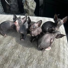 Sphynx-K�tzchen suchen ein Zuhause f�r i