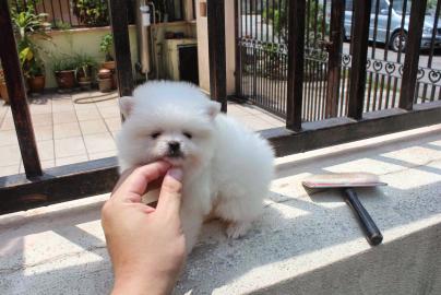 Liebevolle Teetasse Pomeranian erh?ltlic