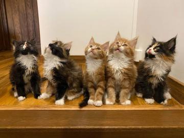 Stammbaum-Maincoon-K?tzchen