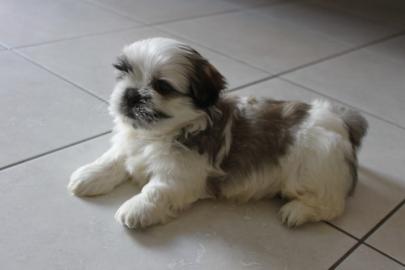GIFT Shih Tzu Welpen brauchen ein gutes