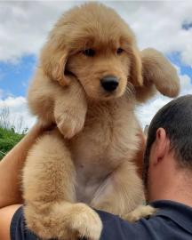 Sch�ne golden retriever-Welpen f�r die R