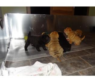 Wundersch�ne Shar Pei Welpen mit Papiere