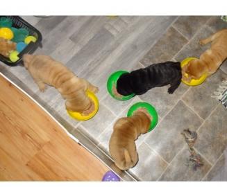 Wundersch�ne Shar Pei Welpen mit Papiere