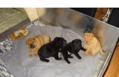 Wundersch�ne Shar Pei Welpen mit Papiere