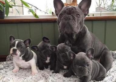 S��en Franz�sische Bulldogg Welpen