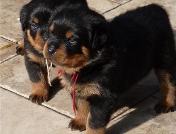 Familienliebende Rottweiler Welpen