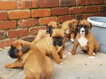 S??e Boxer Welpen