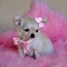 Chihuahua Welpen zu verschenken