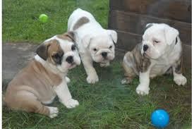 Englisch Bulldogge Welpen