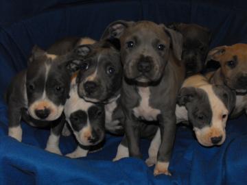 Wundersch�ne Staffiordshire Terrier Welp