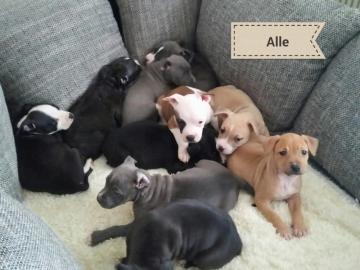 Wundersch�ne Staffiordshire Terrier Welp