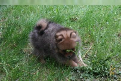 Pomeranian Zwergspitz Welpen