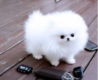 Reinrassige Pomeranian Zwergspitz. 