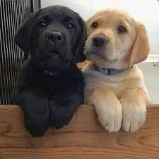 Wundersch?ne labrador Welpen