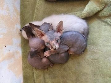 Wundersch?ne canadian Sphynx Kitten