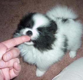 Pomeranian / zwergspitz  welpen