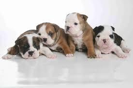 Mini Bulldog Welpen