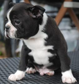 Boston Terrier Welpen /R�de VDH/KfT Abga
