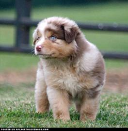 Bildsch�ner Australian Shepherd Welpe AS