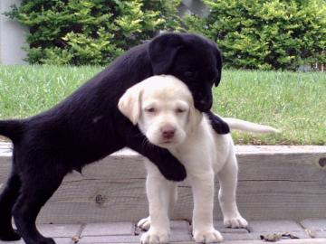 S?sse Labrador Welpen zu verkaufen