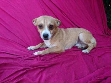 Chihuahua