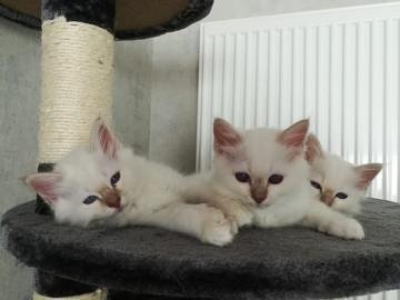 Heilige Birma Babys