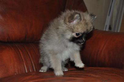 Sehr sch�ne Pomeranian Zwergspitz Welpen