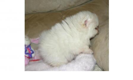 Sehr sch�ne Pomeranian Zwergspitz Welpen