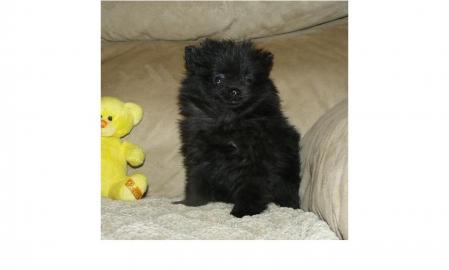Sehr sch�ne Pomeranian Zwergspitz Welpen