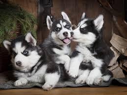Siberian Husky Welpen zu verkaufen
