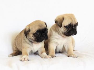 S��er Mops Welpe