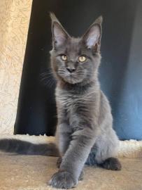 Maine-Coon-K�tzchen zu verkaufen!