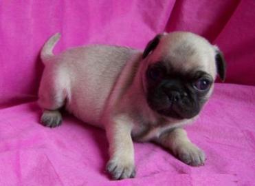 MINI MOPS WELPEN FUR 100EUROS