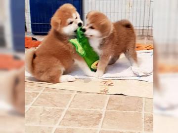 Akita inu Welpen verf�gbar