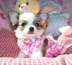# mini MiNi Chihuahua Welpen !Papiere! s