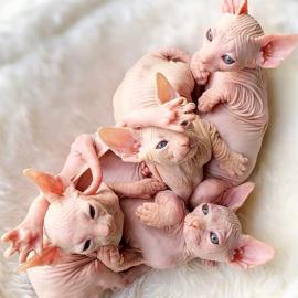 SPHYNX Katzen !! Sch�n Geimpft, Entwurmt