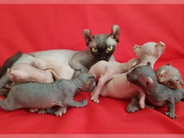 Reinrassigen Sphynx Elf Kitten