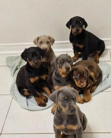 Supers��e, wundersch�ne Dobermann-Welpen