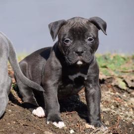 Englischer Bulldoggenwelpe 200 EUR