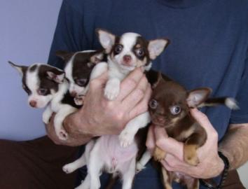 Mini Chihuahua Welpen