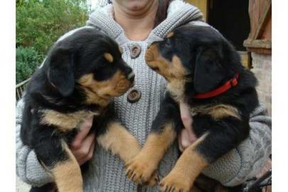 Rottweiler Welpen mit Papieren. 