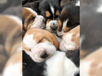 Basset-Hound-Welpen mit FCI-